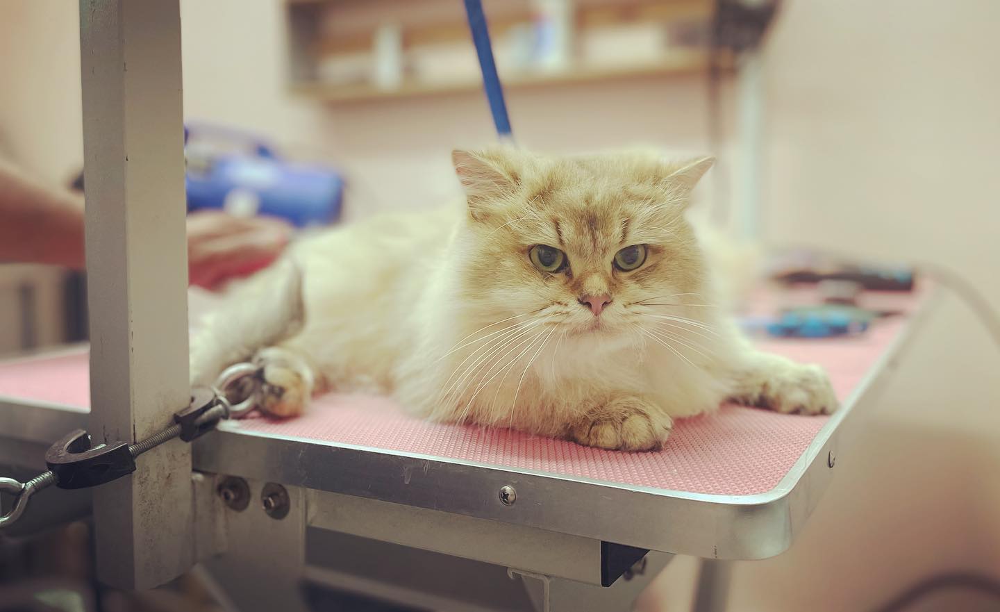 😻❤️
ℹ️VISIT OUR WEBSITE : for more information on our services & to book your appointment.
🖥 www.themudroomlondon.com
📞0203 941 2007
✉️ hello@themudroomlondon.com
#wildwash #mystreatham #dogsofswldn #streathamcommon #shopsouthlondon #themudroom #supportlocalstreatham #groomersofig #petstylist #groomersoftheword #dogfacial #dogsoftooting #dogpamper #pawrents #shopsmall #groomerlife #deshedding #pethealthadvice #doggroomingproducts #dailydog #doggroomingsalon #dogspatreatments #blueberryfacial #holisticdoggrooming #naturalproducts #ultrasoundteethcleaning #cleanyteethpro #puppyuni