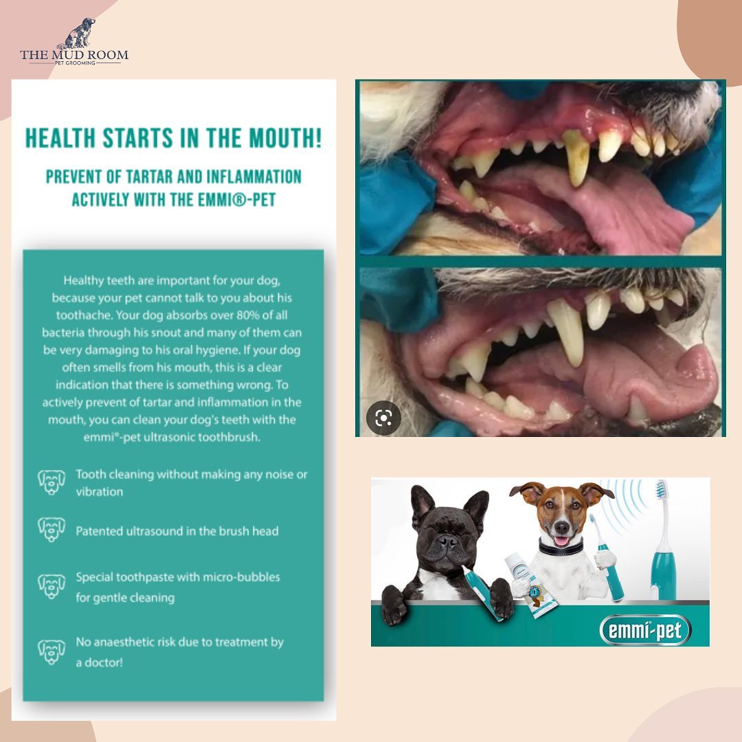Some more evidence of how amazing teeth cleaning for your pet can be. The benefits are endless, from no more smelly breath to reducing vet bills in the future by avoiding teeth cleaning under sedation.
Book now to get your dogs teeth sparkly clean 🌟
ℹ️VISIT OUR WEBSITE : for more information on our services & to book your appointment.
🖥 www.themudroomlondon.com
📞0203 941 2007
✉️ hello@themudroomlondon.com