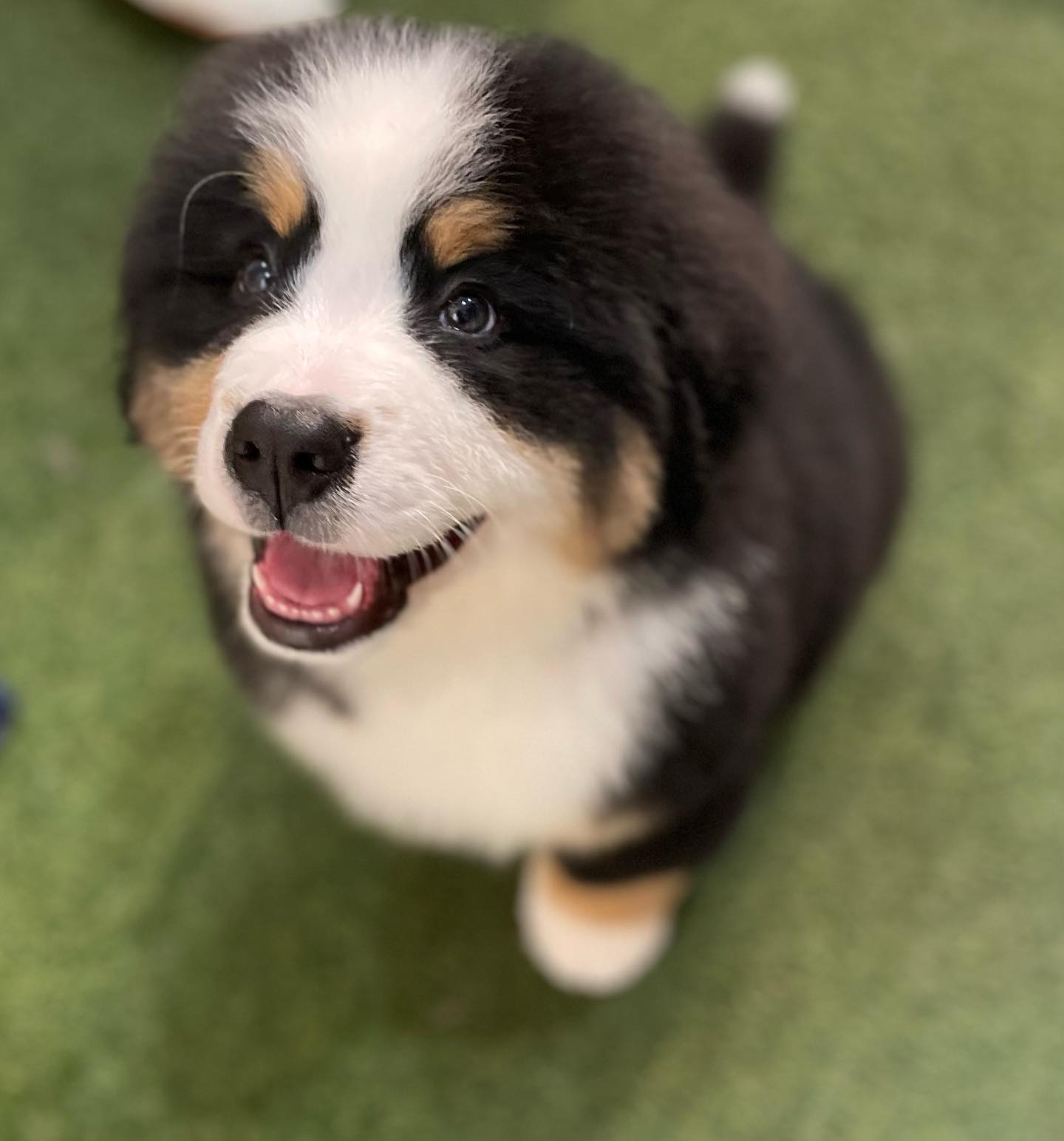 Did someone say treat ? #bernesemountaindog
#puppygroom
