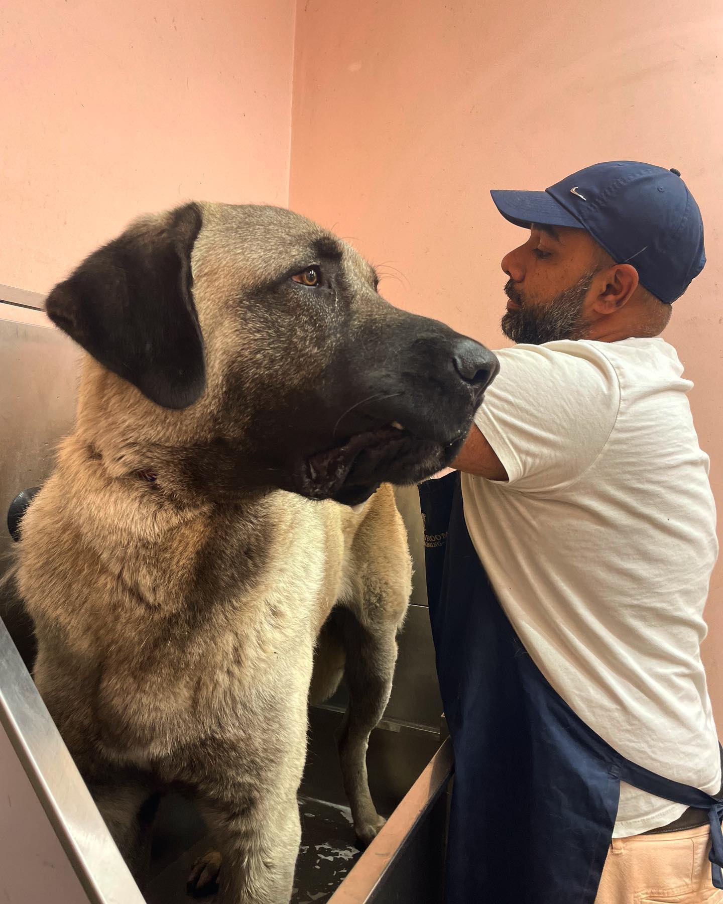 The biggest and goodest boy we ever groomed! #turkishkangal
ℹ️VISIT OUR WEBSITE : for more information on our services & to book your appointment.
🖥 www.themudroomlondon.com
📞0203 941 2007
✉️ hello@themudroomlondon.com
#wildwash #mystreatham #dogsofswldn #streathamcommon #shopsouthlondon #themudroom #supportlocalstreatham #groomersofig #petstylist #groomersoftheword #dogfacial #dogsoftooting #dogpamper #pawrents #groomerlife #deshedding #pethealthadvice #doggroomingproducts #dailydog #doggroomingsalon #dogspatreatments #blueberryfacial #holisticdoggrooming #naturalproducts #ultrasoundteethcleaning #southwestdiaries #puppyuni #southlondondogs #