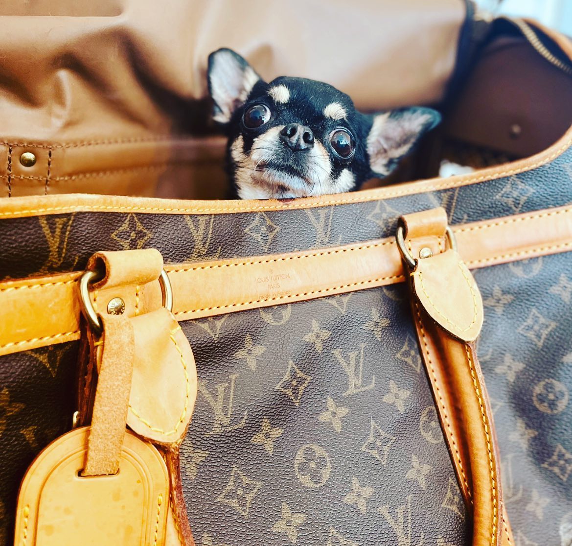 This little guy is sneaking a peak to see if we’re back and we are!
🐾🐱🐶
Normal opening hours commence from Tuesday the 1st of August.
VISIT OUR WEBSITE : for more information on our services & to book your appointment.
🖥 www.themudroomlondon.com
📞0203 941 2007
✉️ hello@themudroomlondon.com
#wildwash #mystreatham #dogsofswldn #streathamcommon #shopsouthlondon #themudroom #supportlocalstreatham #groomersofig #petstylist #groomersoftheword #dogfacial #dogsoftooting #dogpamper #pawrents #shopsmall #groomerlife #deshedding #pethealthadvice #doggroomingproducts #dailydog #doggroomingsalon #dogspatreatments #blueberryfacial #holisticdoggrooming #naturalproducts #ultrasoundteethcleaning #cleanyteethpro #puppyuni