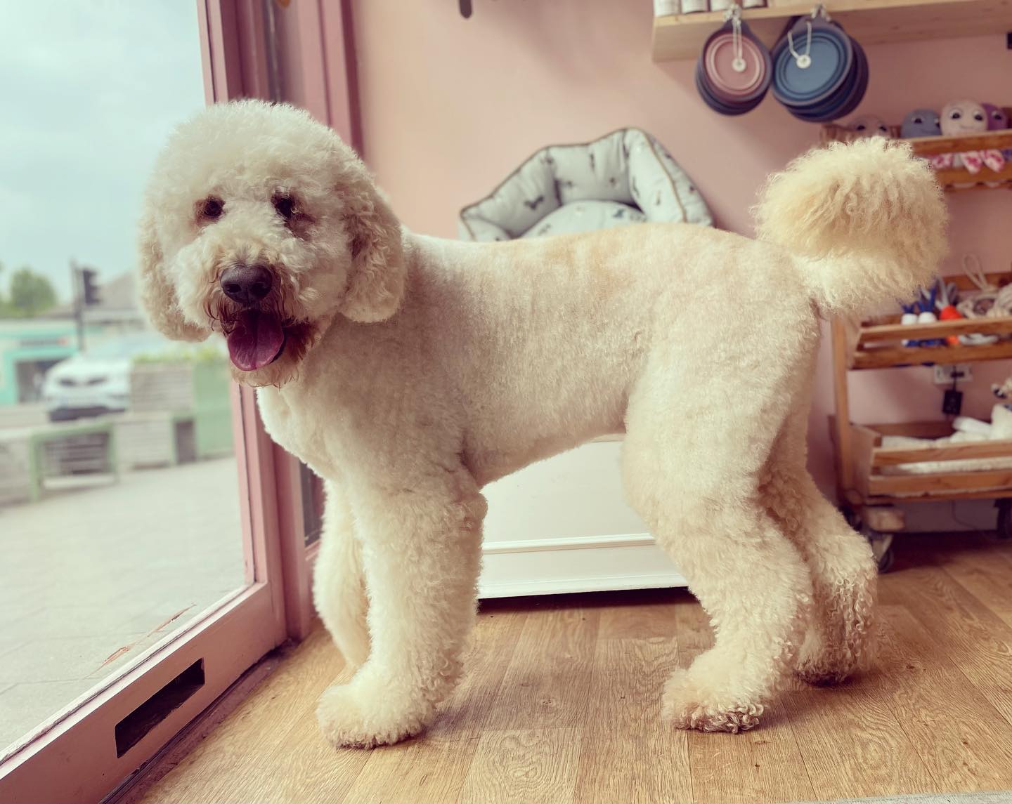 Happy Monday 🥰🐶🐾
ℹ️VISIT OUR WEBSITE : for more information on our services & to book your appointment.
🖥 www.themudroomlondon.com
📞0203 941 2007
✉️ hello@themudroomlondon.com
#wildwash #mystreatham #dogsofswldn #streathamcommon #shopsouthlondon #themudroom #supportlocalstreatham #groomersofig #petstylist #groomersoftheword #dogfacial #dogsoftooting #dogpamper #pawrents #shopsmall #groomerlife #deshedding #pethealthadvice #doggroomingproducts #dailydog #doggroomingsalon #dogspatreatments #blueberryfacial #holisticdoggrooming #naturalproducts #ultrasoundteethcleaning #cleanyteethpro #puppyuni
