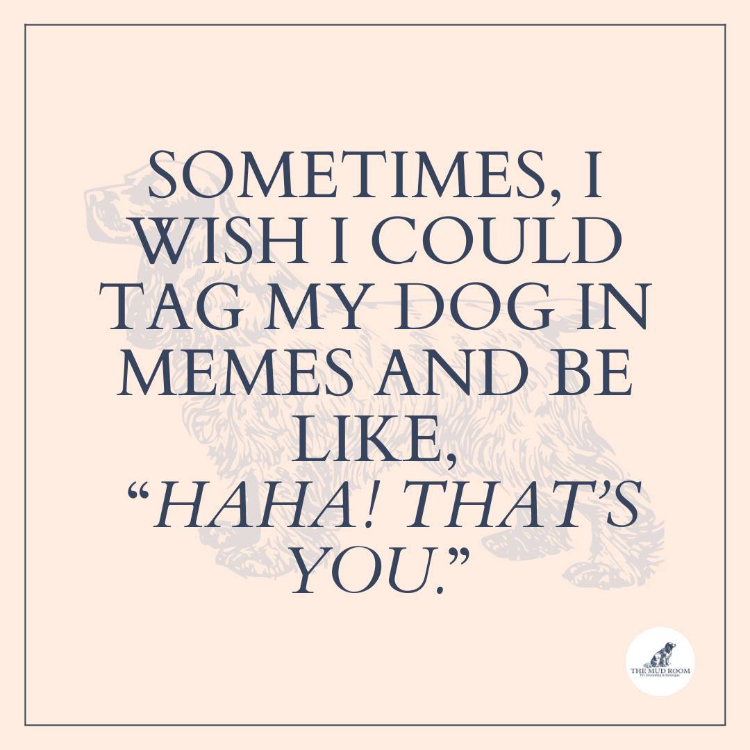 Ever looked at your pup and thought, 'That's so you!' after seeing a meme? We get it! 🌟
Hit ❤️ if you'd love to tag your dog in memes.
#themudroom
.
.
.
.
.
#londondogs #dogsoflondon #london #southlondon #dogmeme #dogownersayings #groomerlife #doggroomersofinstagram #doggroomers #doggroomerslife #doggroomersrock #doggroomersuk #doggroomersofig #doggroomerlife #doggroomer #dogownerslondon #londonmums